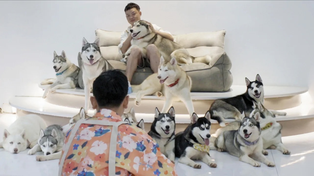 A man sits with many dogs. 